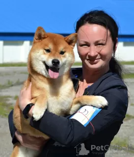 Additional photos: Shiba Inu puppies with RKF pedigree