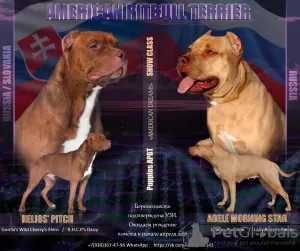 Photo №1. american pit bull terrier - for sale in the city of Москва | 547$ | Announcement № 9514