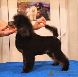 Photo №1. poodle (dwarf) - for sale in the city of Москва | 2000$ | Announcement № 124094