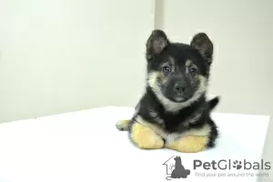 Photo №4. I will sell non-pedigree dogs in the city of Minsk. private announcement - price - Is free