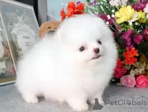 Photo №2 to announcement № 125754 for the sale of pomeranian - buy in Canada 