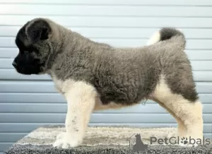 Photo №2 to announcement № 123552 for the sale of american akita - buy in Serbia 