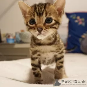 Photo №2 to announcement № 9078 for the sale of bengal cat - buy in Belarus private announcement