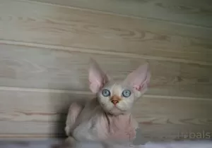 Photo №1. devon rex - for sale in the city of Krasnoyarsk | 1419$ | Announcement № 11175