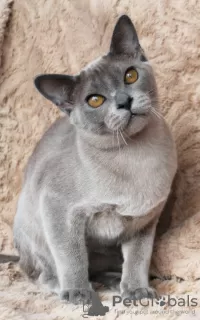 Photo №2 to announcement № 9447 for the sale of burmese cat - buy in Belarus from nursery, breeder