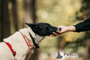 Additional photos: Beauty Gray in search of a home and owner, a dog in good hands