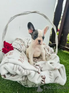 Additional photos: French bulldog puppies