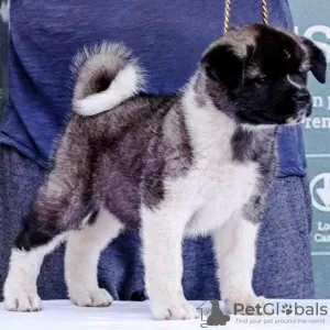 Photo №4. I will sell american akita in the city of Belgrade.  - price - negotiated