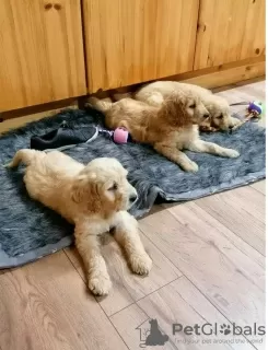 Photo №3. Goldendoodle puppies. United States