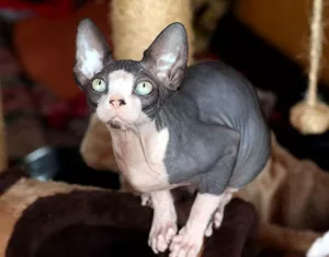 Photo №2 to announcement № 5979 for the sale of sphynx-katze - buy in Belarus from nursery