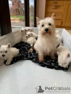 Photo №3. West Highland White Terrier Welpen zu einem erschwinglichen Preis zu verkaufen.. Germany