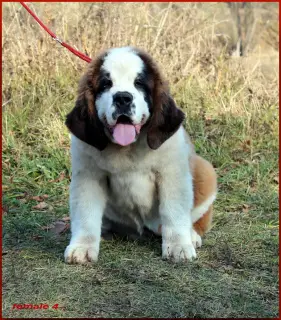 Additional photos: Puppies of St. Bernard are born. 3 boys and 5 girls are waiting for the reserve