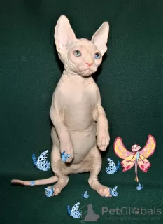 Photo №4. I will sell sphynx-katze in the city of Houston. from nursery, breeder - price - negotiated