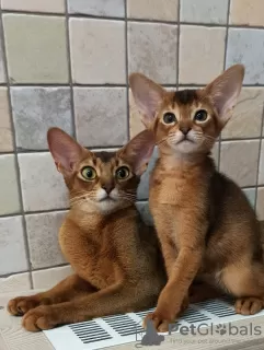 Additional photos: Abyssinian kittens