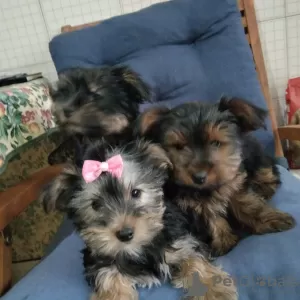 Photo №2 to announcement № 47075 for the sale of yorkshire terrier - buy in Portugal private announcement