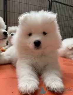 Additional photos: Samoyed puppies samojed male / female FCI