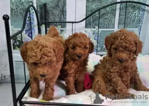 Photo №1. poodle (royal) - for sale in the city of Штутгарт | 370$ | Announcement № 42252