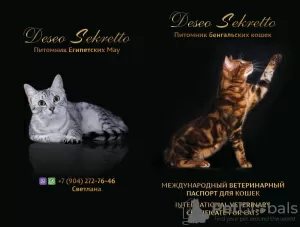 Photo №1. bengal cat - for sale in the city of Syktyvkar | negotiated | Announcement № 13670