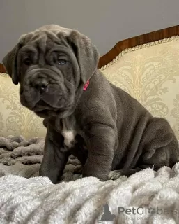 Photo №3. Napolitaanse Mastiff-puppy's. Netherlands