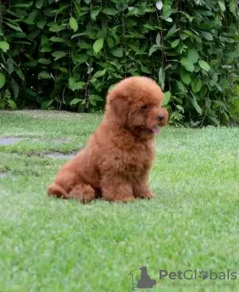 Additional photos: Toy poodle puppies KENNEL