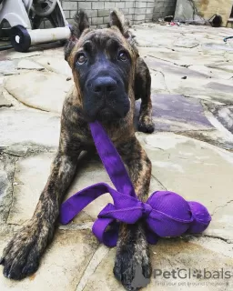 Photo №1. cane corso - for sale in the city of Budapest | 350$ | Announcement № 78807