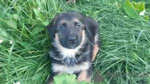 Additional photos: german shepherd puppies