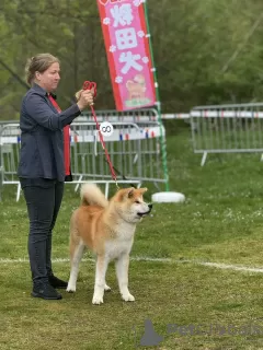 Photo №3. Japanese Akita puppy. Serbia