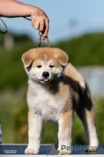 Additional photos: Akita-Inu puppies for sale