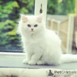 Photo №1. persian cat - for sale in the city of Oostkamp | Is free | Announcement № 128932