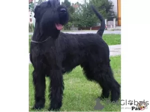 Photo №3. I SELL GIANT SCHNAUZER MALE WITH PEDIGREE. Serbia