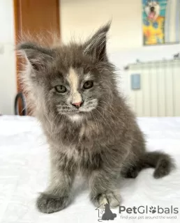 Photo №4. I will sell maine coon in the city of Berlin. breeder - price - 317$