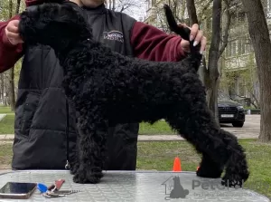 Additional photos: Kerry blue terrier puppies