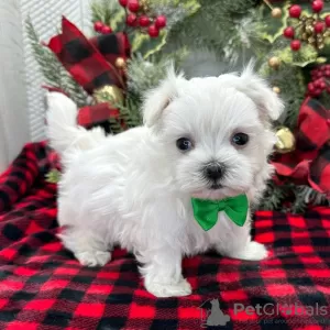 Photo №1. maltese dog - for sale in the city of Москва | Is free | Announcement № 34505