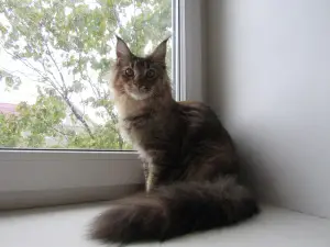 Additional photos: Maine Coon kitten