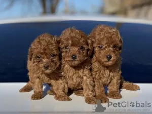 Photo №1. poodle (toy) - for sale in the city of Аугсбург | 475$ | Announcement № 41589