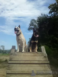 Photo №3. East European Shepherd puppies. Russian Federation