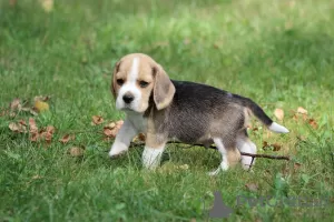 Photo №1. beagle - for sale in the city of Aleksandria Pierwsza | 757$ | Announcement № 113257