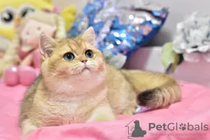 Additional photos: Gorgeous British shorthair kitten in golden chinchilla color ny 11