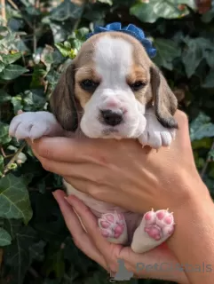 Photo №1. beagle - for sale in the city of Four Corners | 350$ | Announcement № 115042