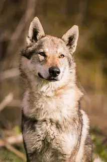 Additional photos: Czechoslovakian wolfdog puppies