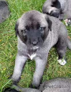 Photo №4. I will sell anatolian shepherd in the city of Brno. breeder - price - 1162$