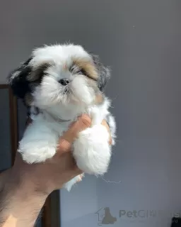 Photo №1. shih tzu - for sale in the city of Торонто | 200$ | Announcement № 124279