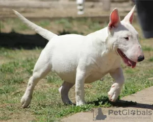 Photo №1. bull terrier - for sale in the city of Belgrade | negotiated | Announcement № 106399