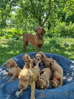 Photo №1. vizsla - for sale in the city of Baldone | 1057$ | Announcement № 54520