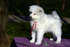 Additional photos: Samoyed puppies for sale