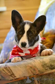 Photo №3. welsh corgi cardigan. Belarus