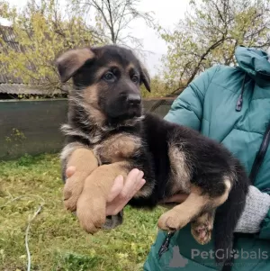 Additional photos: German Shepherd puppies