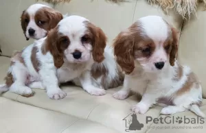 Photo №2 to announcement № 43183 for the sale of cavalier king charles spaniel - buy in Germany private announcement