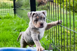 Additional photos: American Bully pocket merle