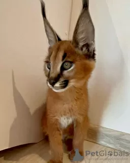 Photo №3. Special caracal cat til adoption. Denmark